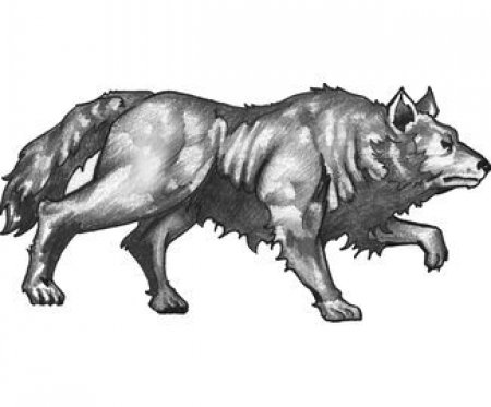Эскизы черно-белые волка. Часть 1